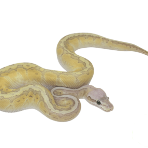 Lemonblast Butter Ghost Ball Python Male