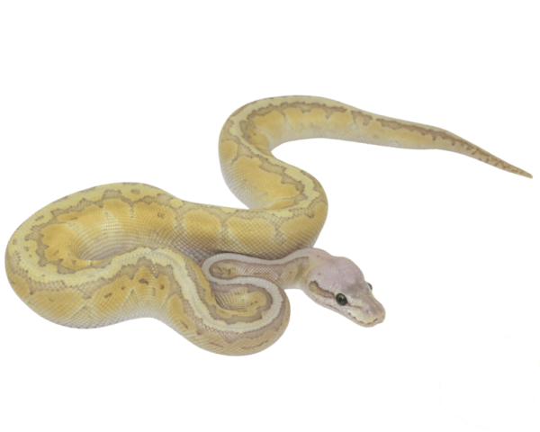 Lemonblast Butter Ghost Ball Python Male