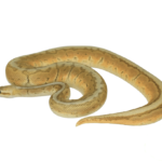 Lemonblast Enchi Pewter Ghost Ball Python Adult