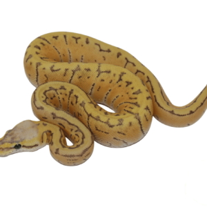 Lemonblast Ghost Ball Python