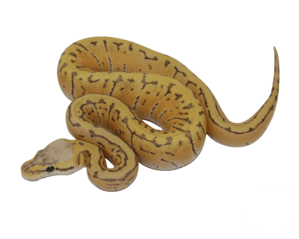 Lemonblast Ghost Ball Python