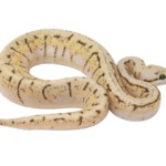 Lemonblast Spider Ball Python