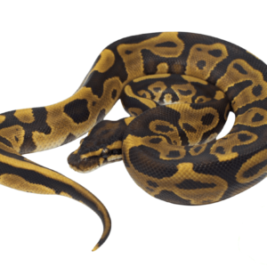 Leopard Ball Python Baby