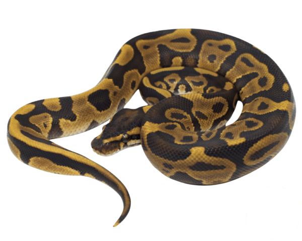 Leopard Ball Python Baby