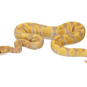 Leopard Enchi Candy Ball Python