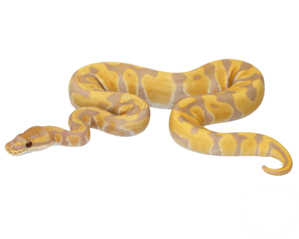 Leopard Enchi Candy Ball Python