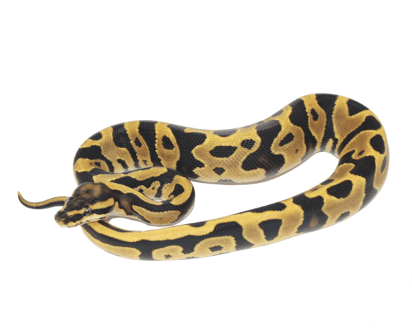 Leopard Fire Ball Python