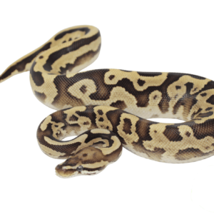 Leopard Firefly Ball Python