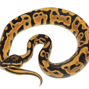 Leopard Orange Dream Yellowbelly Ball Python