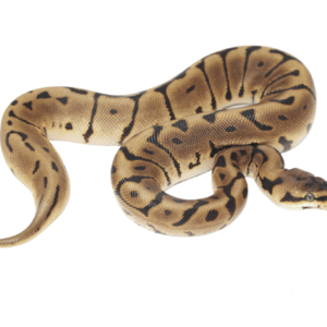 Leopard Spider Ball Python