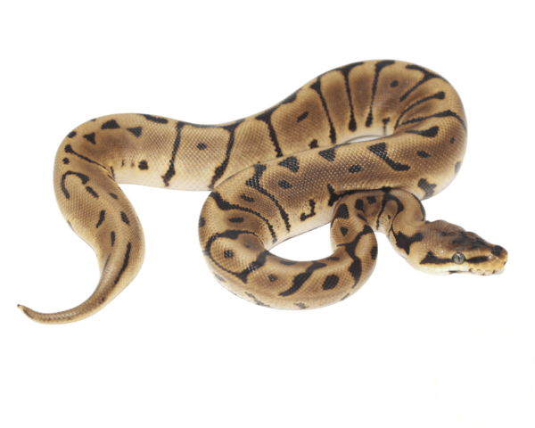 Leopard Spider Ball Python