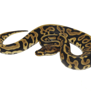 Leopard Spotnose Ball Python