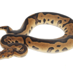 Leopard Yellowbelly Clown Ball Python