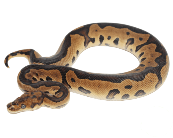 Leopard Yellowbelly Clown Ball Python