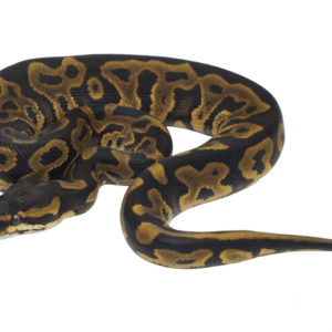 Leopard YellowBelly PDH Albino Pied Ball Python