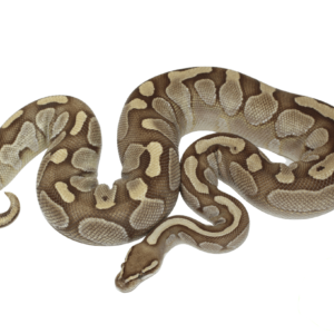 Lesser Ball Python Adult Female