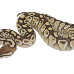 Lesser Ball Python Baby