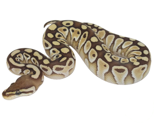 Lesser Ball Python Baby