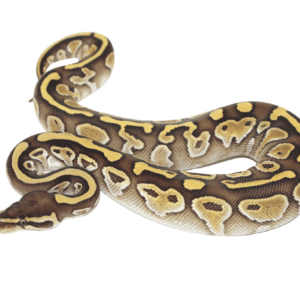 Lesser Ball Python Baby