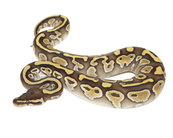 Lesser Ball Python Baby