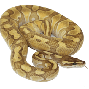 Lesser Enchi Ball Python