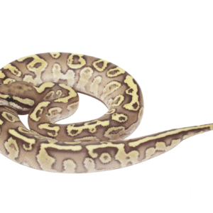 Lesser Fire Ball Python Female