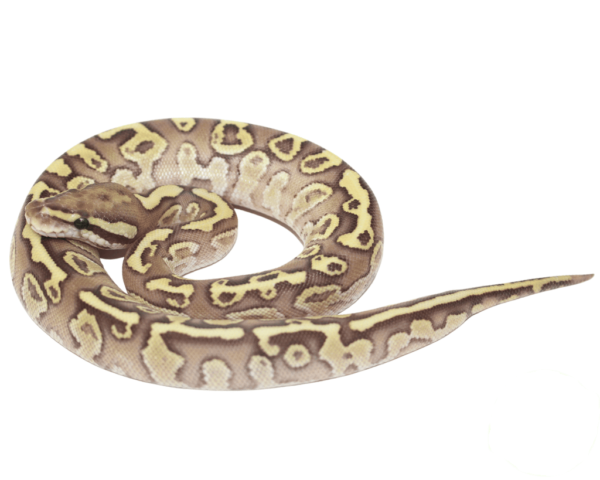 Lesser Fire Ball Python Female