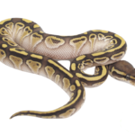 Lesser Het Clown Ball Python