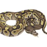 Lesser Scaleless Head Ball Python