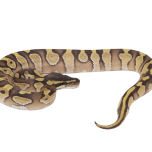 Mochi Ball Python