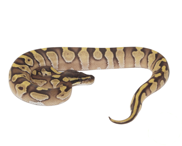 Mochi Ball Python