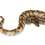 Mochi Yellowbelly Ball Python