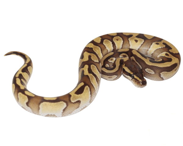 Mochi Yellowbelly Ball Python