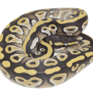 Mojave Ball Python Baby