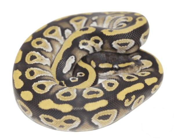 Mojave Ball Python Baby