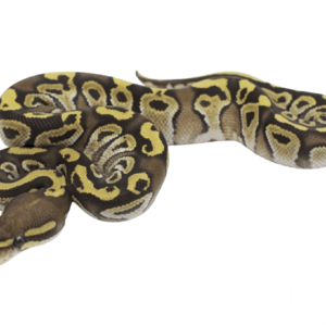 Mojave Fire/Vanilla Ball Python