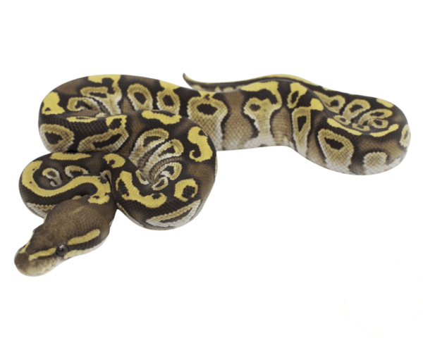 Mojave Fire/Vanilla Ball Python