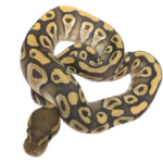 Mojave Ghost Ball Python