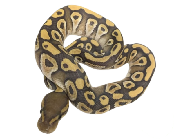 Mojave Ghost Ball Python