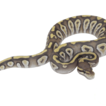 Mojave Ghost Ball Python