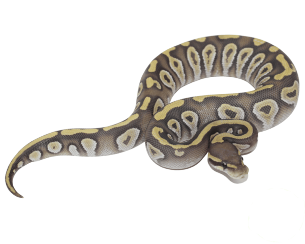 Mojave Ghost Ball Python