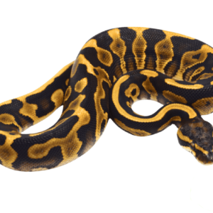 Mojave Leopard Ball Python