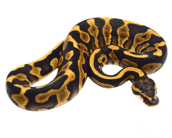 Mojave Leopard Ball Python