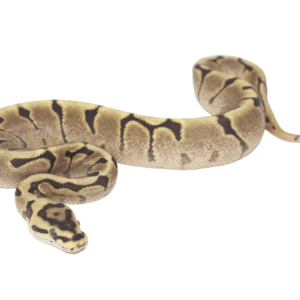 Mojave Woma Ball Python