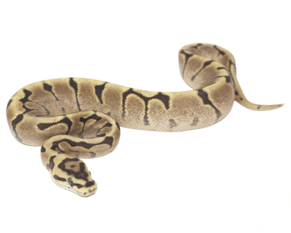 Mojave Woma Ball Python