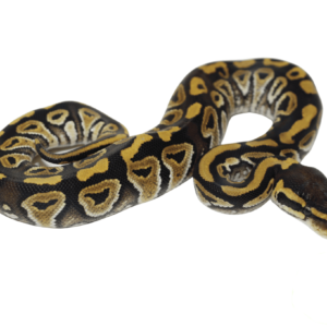 Mystic Ball Python Baby