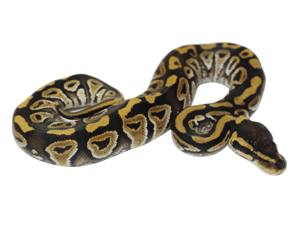 Mystic Ball Python Baby