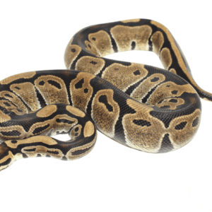 normal ball python for sale