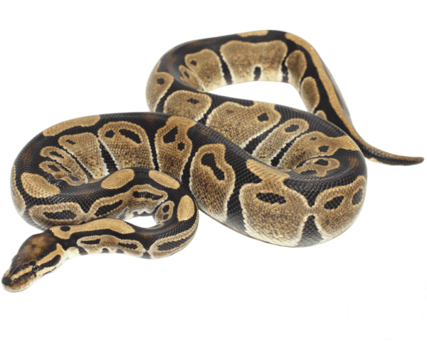 normal ball python for sale