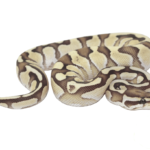 Nuclear Ball Python